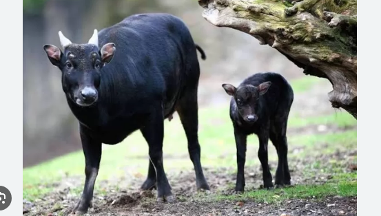 anoa berkembang biak dengan cara