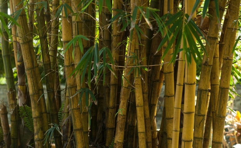 bagaimana cara pohon bambu beradaptasi dengan lingkungan