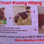 banner kucing hilang