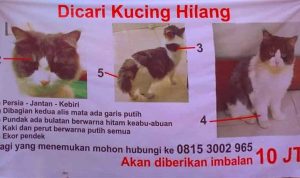 banner kucing hilang