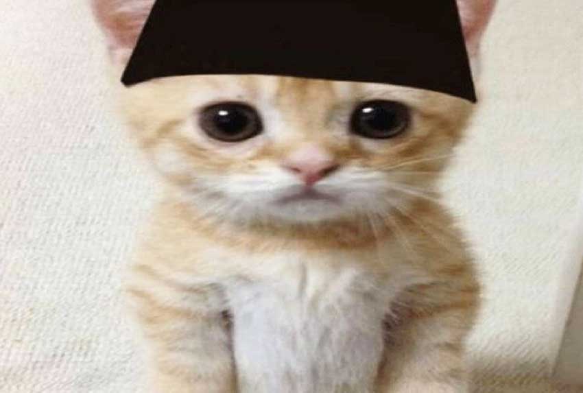 Kucing dengan Ekspresi Lucu